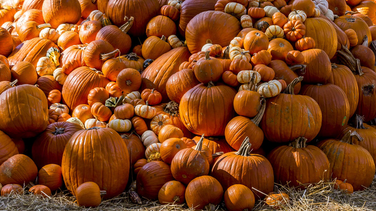 Halloween activities planned for Nebraska state parks in October | NewsRadio 1110 KFAB
